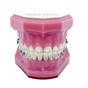 Genius Crystal SLB U5-5 L3-3 Typodont