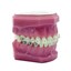 Genius Crystal SLB U5-5 L3-3 Typodont