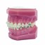 Genius Crystal SLB U5-5 L3-3 Typodont