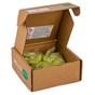 WELzyme Green Sachets Cleaning Solution