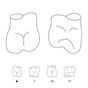 Crown Forms Molar Right 6