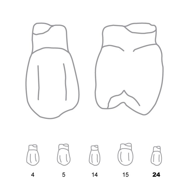 Crown Forms Bi-Cuspids Right 24