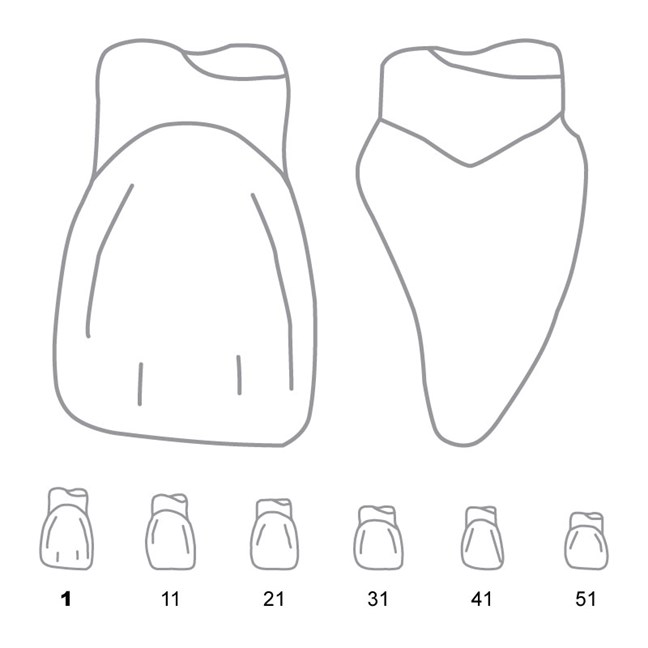 Odus Pella Transparent Crown Forms. Centrals 1