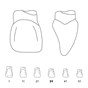 Odus Pella Transparent Crown Forms Centrals 31