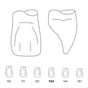 Odus Pella Transparent Crown Forms Central-Cervical Part Enlarged 131